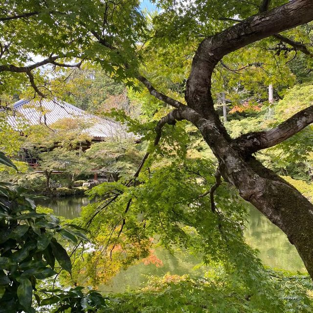  🎌禪意浸潤的日式寺院🎌 醍醐寺🎌