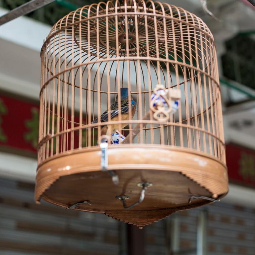 2026園圃街雀鳥花園| 香港商場指南與旅客實拍| Trip Moments