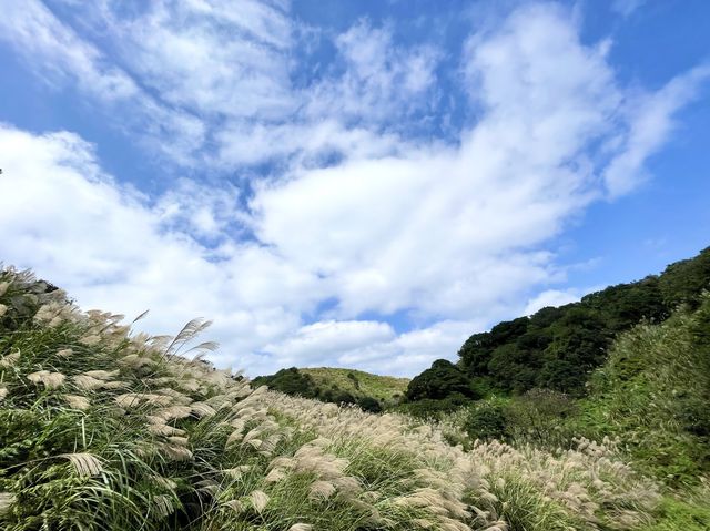 陽明山～牛奶湖-冷水坑-擎天崗