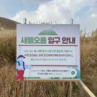 제주 황금억세 가득한 새별오름의 감동샷