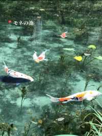 【岐阜】行ってよかったスポット4選😍🖼