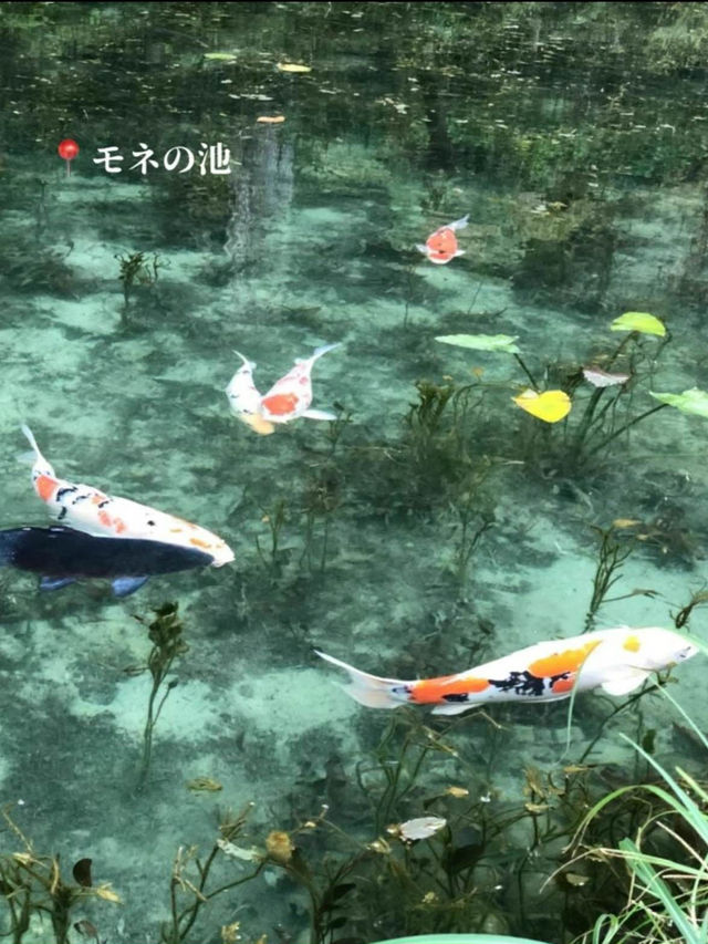 【岐阜】行ってよかったスポット4選😍🖼