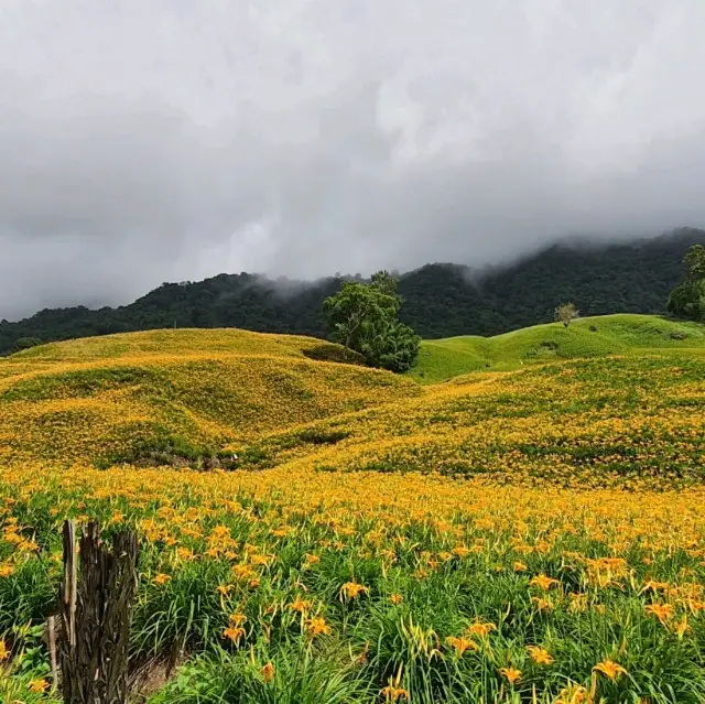 一生必來一次的限定花景