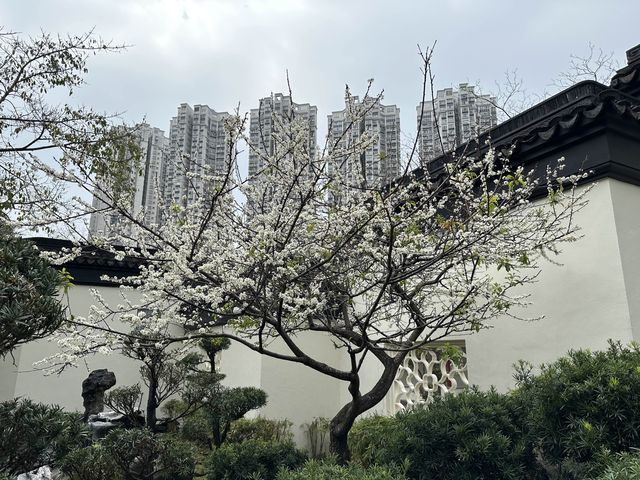 本地遊 | 天水圍 | 天水圍公園繡球花海加龍園李花