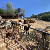 Alpaca World, Korea