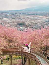 벚꽃에 둘러쌓여 미끄럼틀 타기🌸