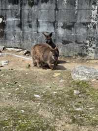 適合親子玩足一日 - 姫路中央公園