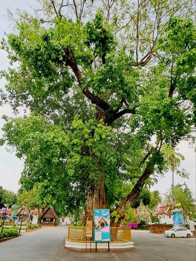 วัดพระแก้วดอนเต้าสุชาดาราม  ลำปาง