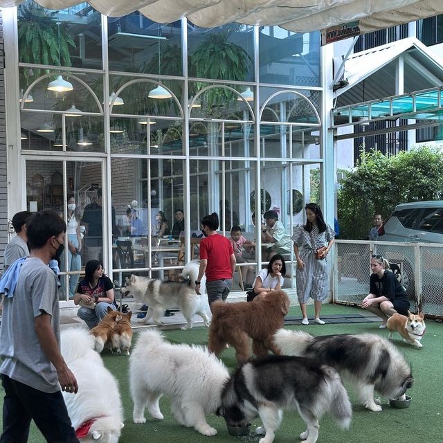 曼谷狗狗cafe🐶dog in town