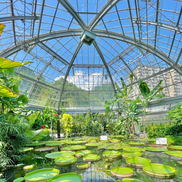 熱川バナナワニ園🍌絶対見逃せない「オオオニバス」