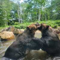 Mountain bear Hokkaido 