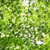 日本三大名園：岡山後樂園