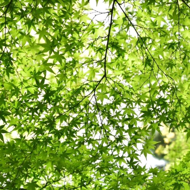 日本三大名園：岡山後樂園
