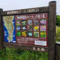 【礼文島】雨が降った時の北海道礼文島の楽しみ方☂