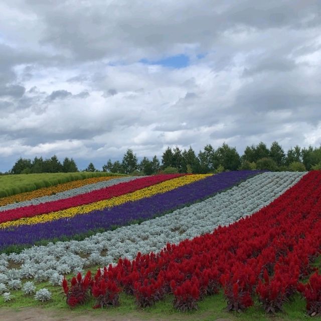 北海道必去景點之一
💜四季彩之丘