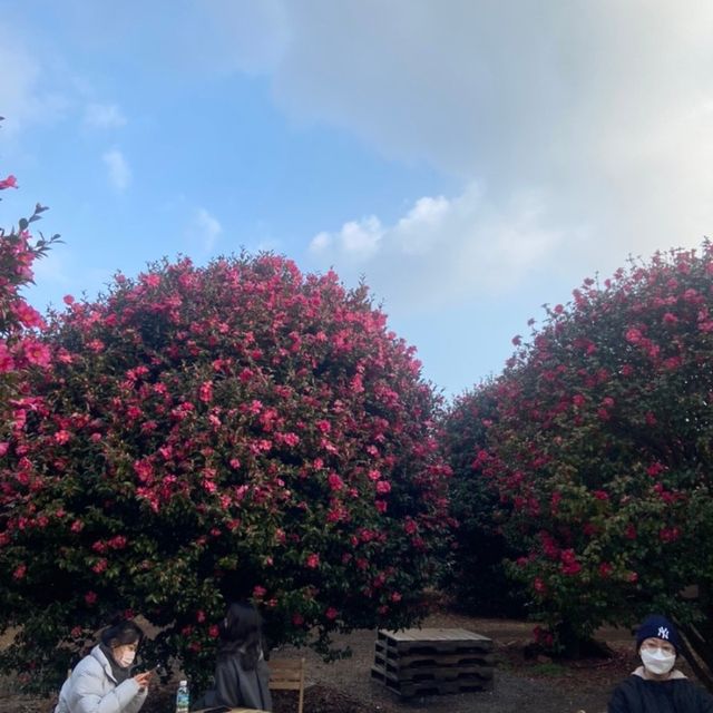 제주 동백 시즌은 동백 포레스트에서 🌺