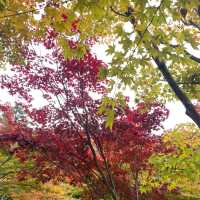 Hwadam Botanic Garden in Autumn season 