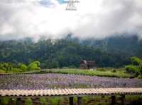 ไร่ภูผาหมวก.. เชียงดาว จ.เชียงใหม่
