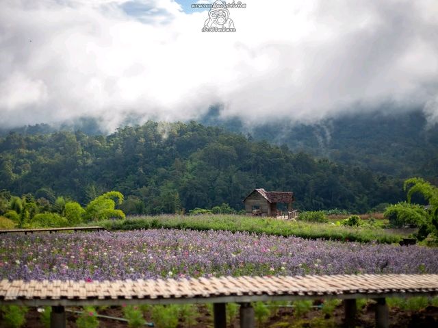 ไร่ภูผาหมวก.. เชียงดาว จ.เชียงใหม่