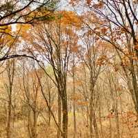 강릉 [노추산 모정탑길]에 단풍 한스푼🍁