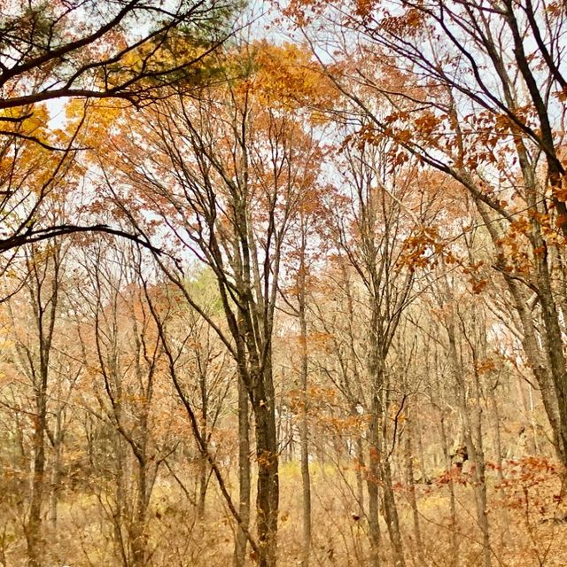 강릉 [노추산 모정탑길]에 단풍 한스푼🍁