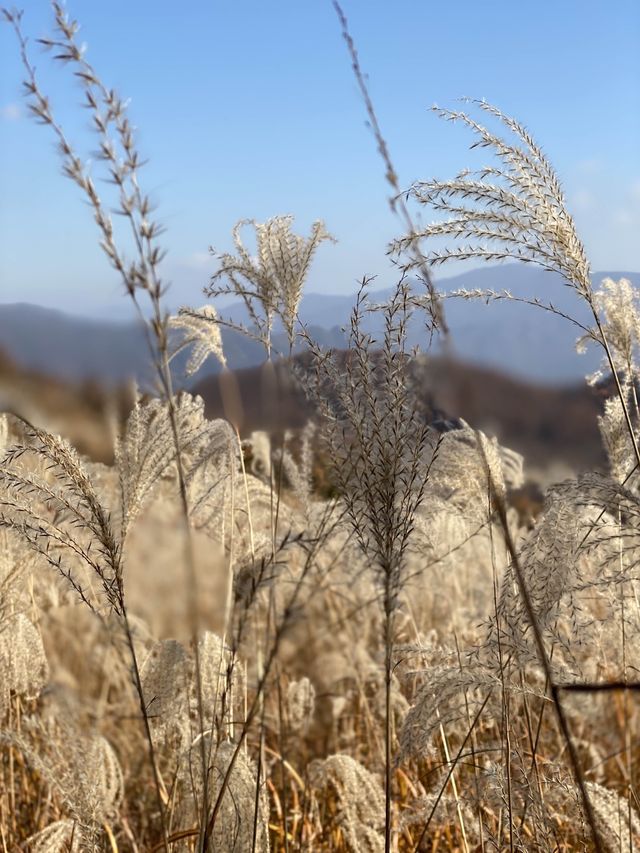 [경기도] 포천 억새밭이 가득한 명성산🏔️