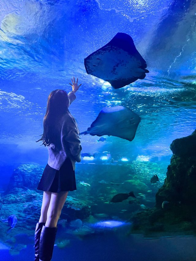 【江ノ島】海の中にいるような写真を撮ろう！キラキライベントも開催中🪼🩵💎