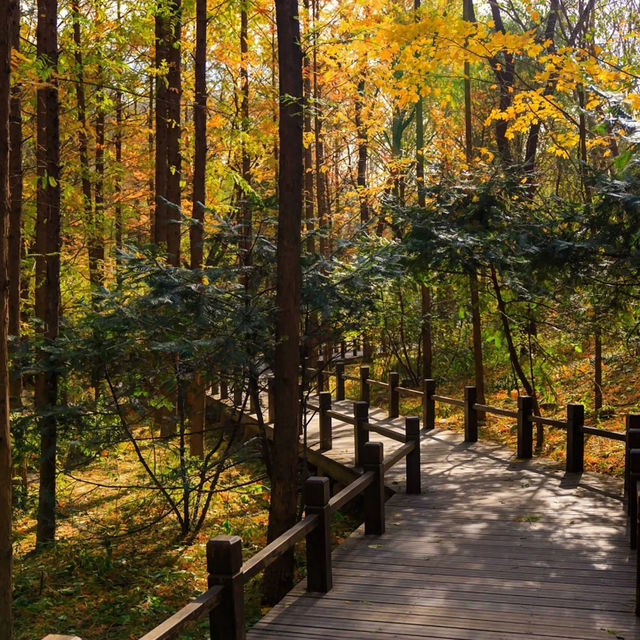 剛泉山郡立公園 ⛰️🌲自然奇觀🚶🌄