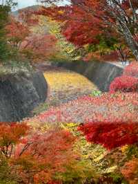 Maple Leaf Festival @ Momiji Corridor 🇯🇵
