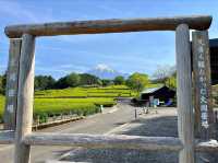 Obuchi Sasaba 