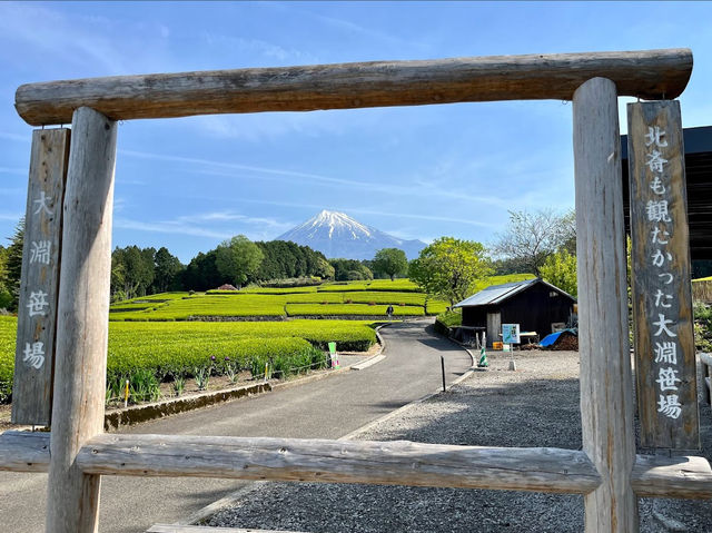 Obuchi Sasaba 