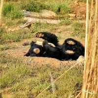 Nahargarh Biological Park