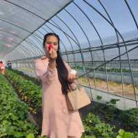 Strawberry Picking 