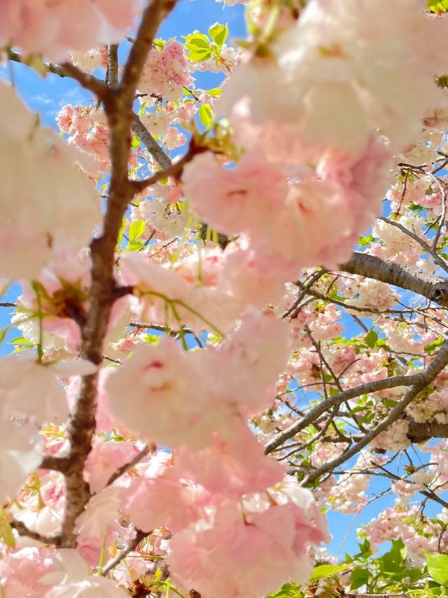 東京で絶景ネモフィラ！無料で楽しめる！舎人公園