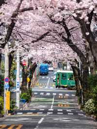 【都内の桜は3月が見頃！🌸】都内で見れるおすすめ桜スポット紹介😳✨