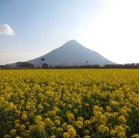 鹿兒島縣，指宿油菜花