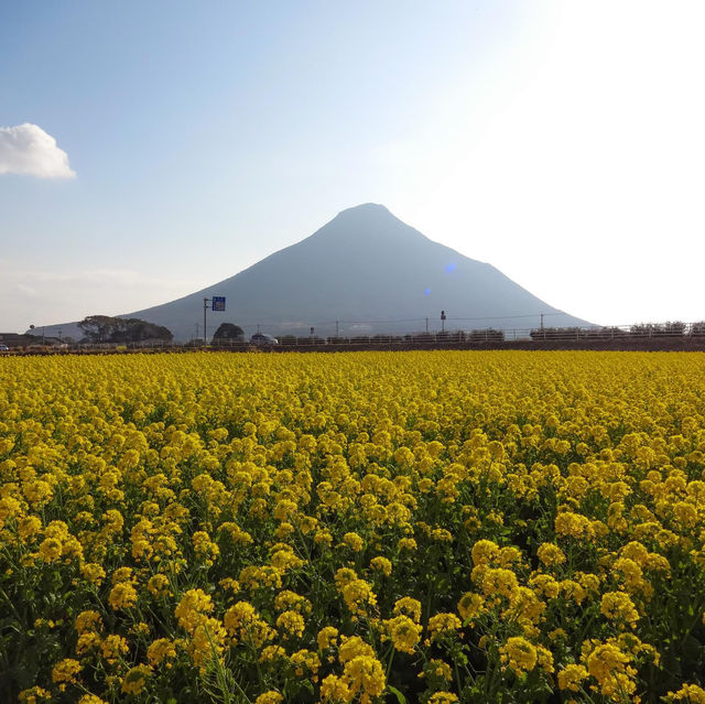 鹿兒島縣，指宿油菜花