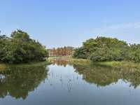 香港好去處 | 香港濕地公園 | 一月賞紅葉 | 二月賞李花