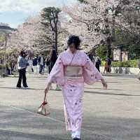 Sakura/Cherry Blossom Spots in Tokyo Japan