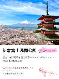 【新倉富士浅間公園/山梨県】ミシュランにも掲載！絶景の桜と富士山