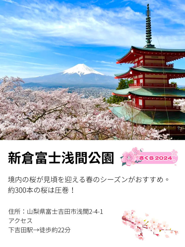 【新倉富士浅間公園/山梨県】ミシュランにも掲載！絶景の桜と富士山