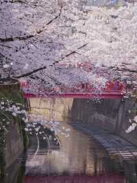 総距離4km‼️川沿いの道のりを歩いて桜を堪能しよう🌸花見クルーズもある⁉️※撮影ポイント(場所)情報付き