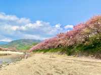 🇯🇵靜岡｜伊豆河津櫻🌸2月關東賞櫻首選