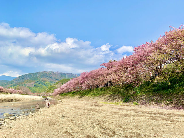 🇯🇵靜岡｜伊豆河津櫻🌸2月關東賞櫻首選