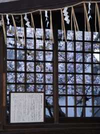 【京都×桜】本当は教えたくない🙅京都駅から徒歩圏内の穴場の桜スポット🌸
