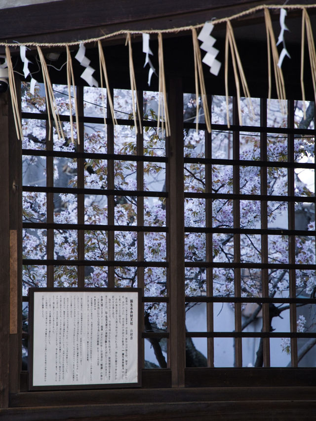 【京都×桜】本当は教えたくない🙅京都駅から徒歩圏内の穴場の桜スポット🌸