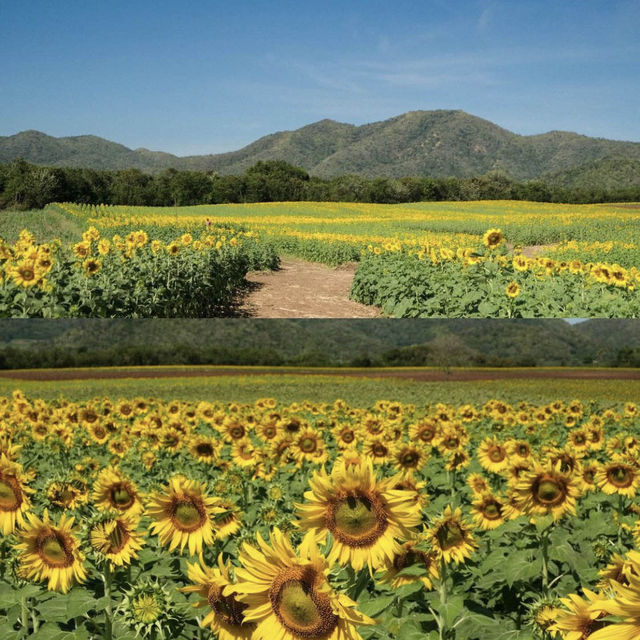 Lopburi Sunflower Field (Nov-Jan)