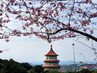📍 Wuji Tianyuan Temple  🌸