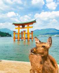 A wonderful peaceful park in nara