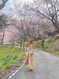 千葉の河津桜🌸佐久間ダム湖
